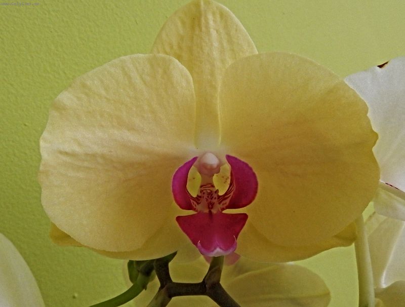 Foto: Orchideje Phalaenopsis-Dobr den, me mi nkdo napsat cel nzev orchidejek na fotkch a nebo ale