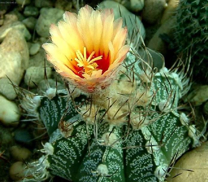 Fotky: Astrophytum (foto, obrazky)