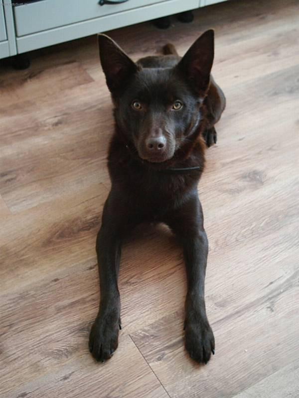 Fotky: Australsk kelpie (foto, obrazky)