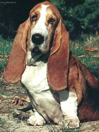 Fotky: Baset Hound (foto, obrazky)