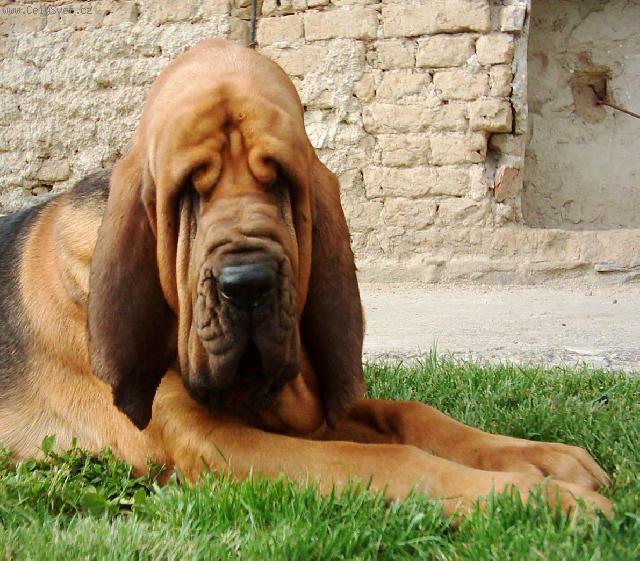 Fotky: Bloodhound (foto, obrazky)