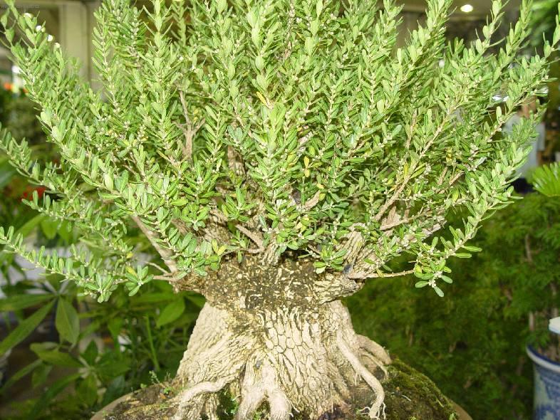 Fotky: Buxus harlandii, buxus microphylla sinica, Zimostrz (foto, obrazky)