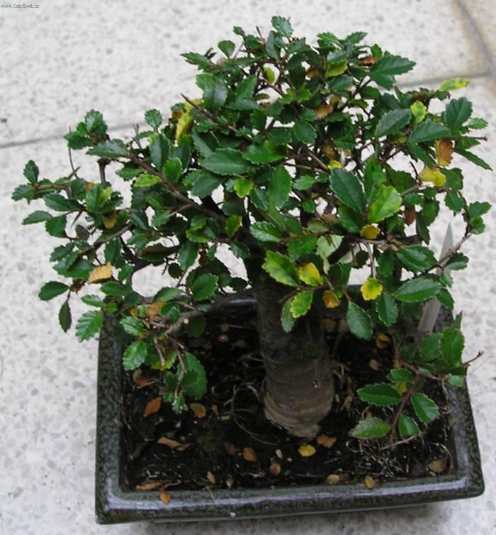 Fotky: Buxus harlandii, buxus microphylla sinica, Zimostrz (foto, obrazky)