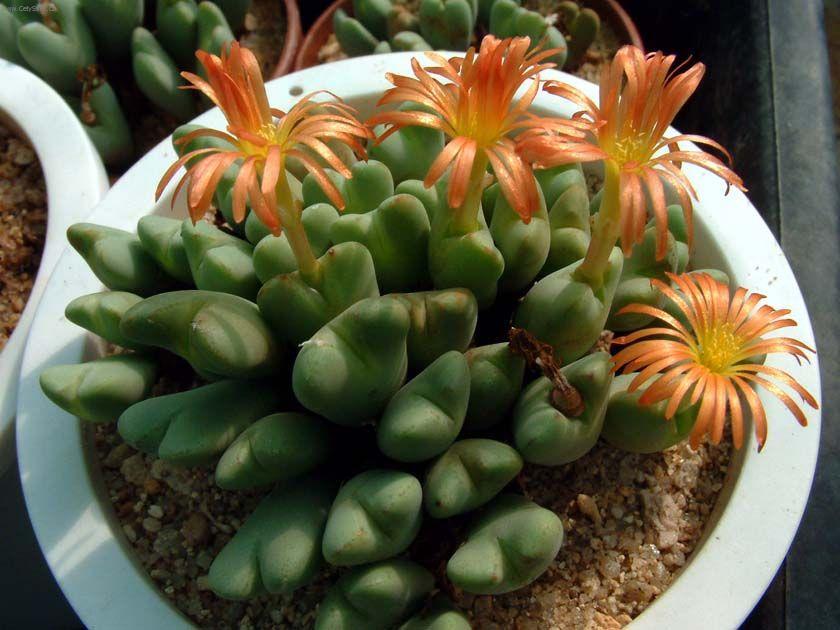 Fotky: Conophytum (foto, obrazky)