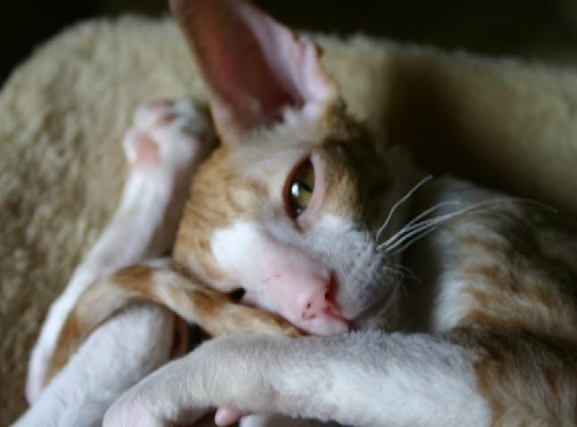 Fotky: Cornish Rex (foto, obrazky)