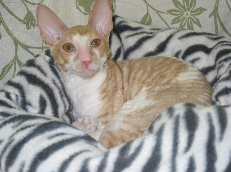 Fotky: Cornish Rex (foto, obrazky)