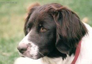 Fotky: Dutch Partridge Dog (foto, obrazky)