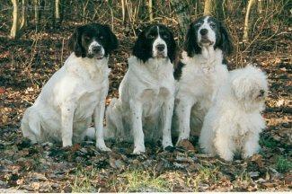 Fotky: Dutch Partridge Dog (foto, obrazky)