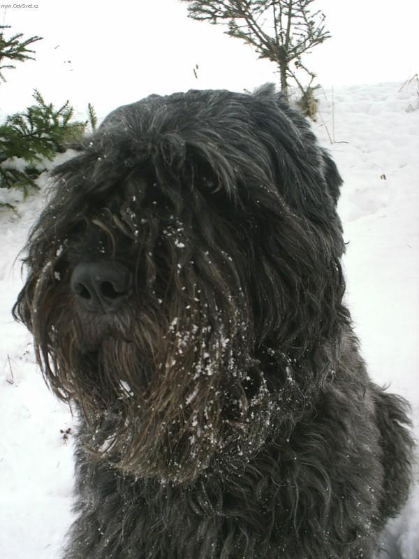 Fotky: Flandersk bouvier (foto, obrazky)