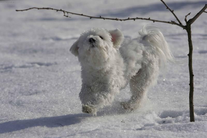 Fotky: Havansk psk, Havansk bionek (foto, obrazky)