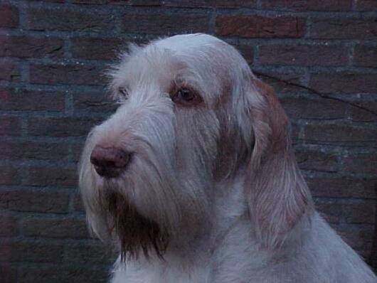 Fotky: Italsk spinone (foto, obrazky)