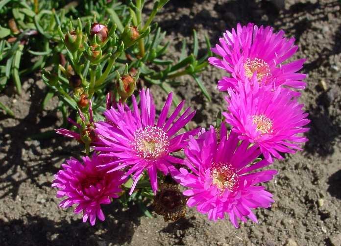 Fotky: Lampranthus (foto, obrazky)