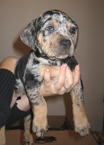 Fotky: Louisiana Catahoula (foto, obrazky)