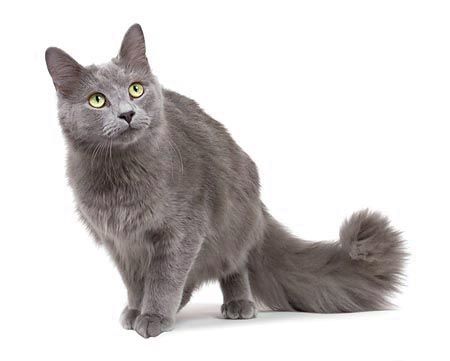 Fotky: Nebelung (foto, obrazky)