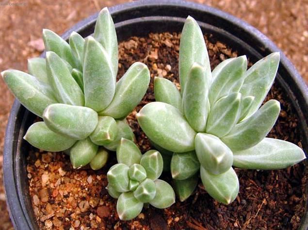 Fotky: Pachyphytum (foto, obrazky)