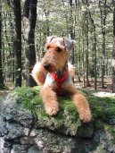 Airedale terier