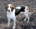 Ps plemena:  > Americk foxhound (American Fox Hound)