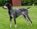 Ps plemena: Nkter plemena neuznan > Americk modr gaskosk chrt (American Blue Gascon Hound)