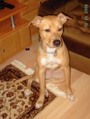 Ps plemena: Nkter plemena neuznan > Americk pitbull terir (American Pit Bull Terrier)