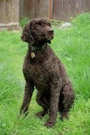 Ps plemena:  > Americk vodn panl (American Water Spaniel)