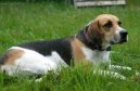 Anglick foxhound