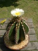 Astrophytum