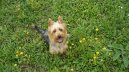 Ps plemena: Terii > Australsk terir (Australian Terrier)