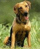 Ps plemena:  > Balknsk honi (Serbski Gonic, Serbian Hound)