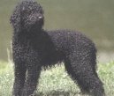 Barbet