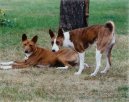 Ps plemena:  > Basenji