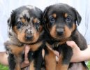 Ps plemena:  > Beauceron (Berger de Beauce, Bauce Shepherd)