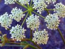 :  > Bedrnk Obecn (Pimpinella saxifraga)