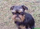 Ps plemena: Spoleensk plemena a toy > Belgick grifonek (Griffon belge, Belgian Griffon)