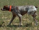 Ps plemena:  > Belgick oha (Belgian Shorthaired Pointer)