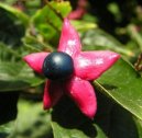 :  > Blahoke, klerodendrum (Clerodendrum)