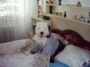 Ps plemena:  > Bobtail (Old English Sheepdog)