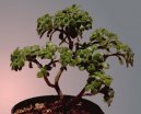 Pokojov rostliny:  > Bonsaj (Bonsai)