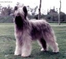 Briard