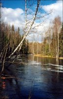 Pokojov rostliny: Liv > Bza bradavinat (Betula verrucosa Ehrt)