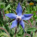 Pokojov rostliny: Liv > Brutnk Lkask (Borago officinalis L.)