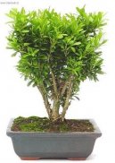 Fotky: Buxus harlandii, buxus microphylla sinica, Zimostrz (foto, obrazky)