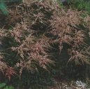 Pokojov rostliny:  > echrava (Astilbe arendsii)