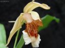 :  > Celogyne (Coelogyne)