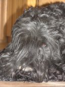 Ps plemena: Pinov, knrai a molossoidn > ern terir (Black Russian Terrier)