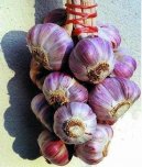 Pokojov rostliny:  > esnek kuchysk (Allium sativum L.)