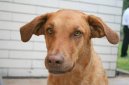 Ps plemena:  > Chesapeake Bay Retrvr (Chesapeake Bay Retriever)