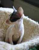 Fotky: Cornish Rex (foto, obrazky)