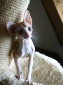 Cornish Rex