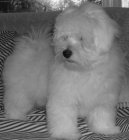 Ps plemena: Spoleensk plemena a toy > Coton de Tulear