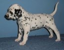 Ps plemena:  > Dalmatin (Dalmatinac, Dalmatian)